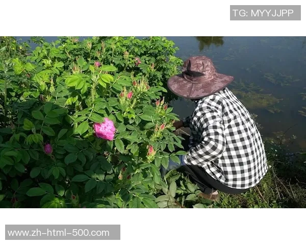 玫瑰新蕾绽放璀璨光彩展现生命的美丽与希望